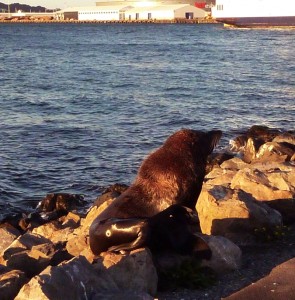 Seal at Wellington